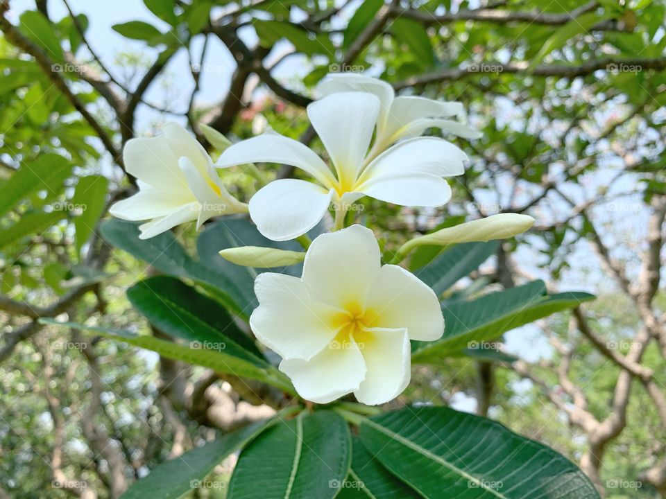 Azalea flowers