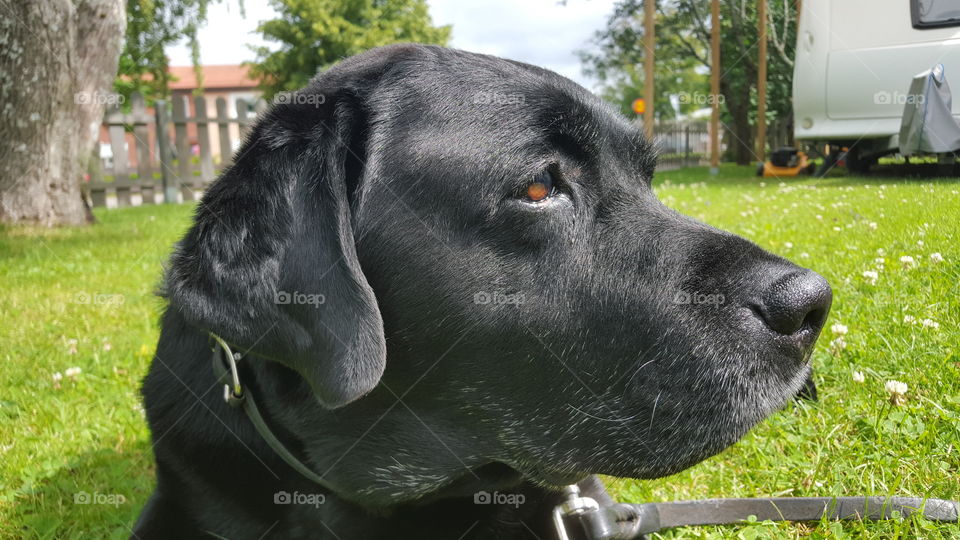 The last photo of my dog. Hamlet 30/1/2004-30/07/2015
You will be missed <3