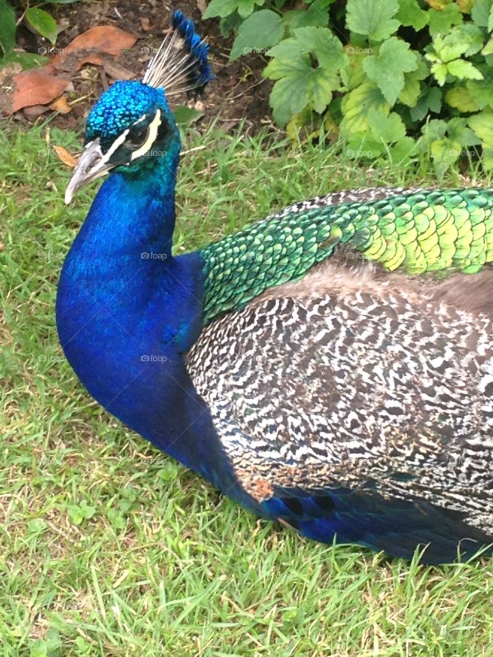 Blue peacock bird