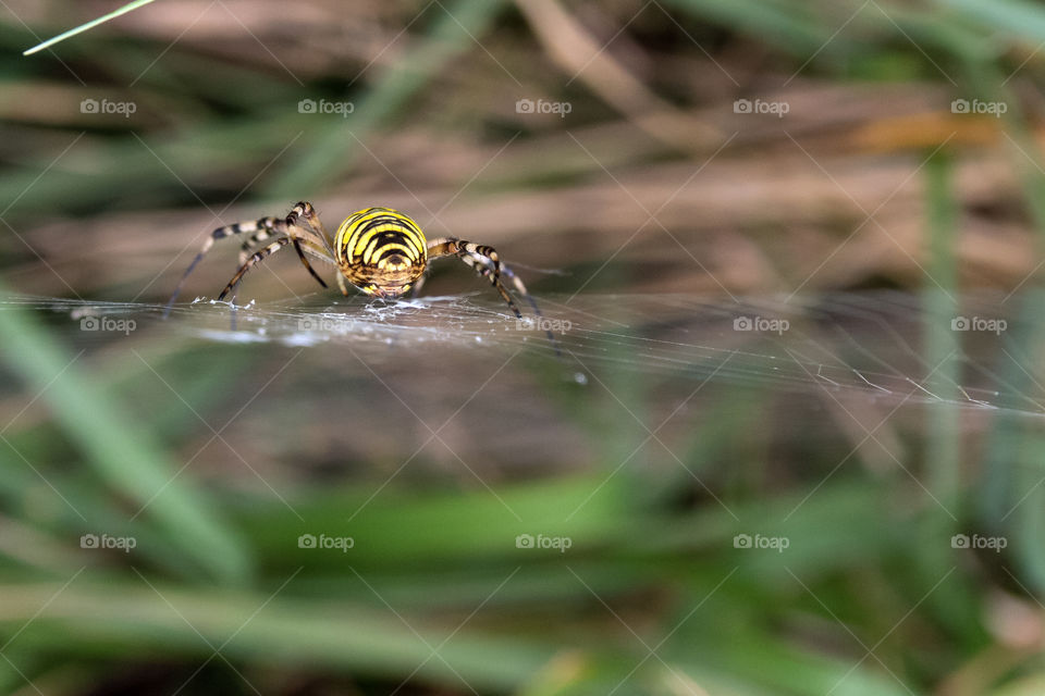 High angle view of yellow spider on web