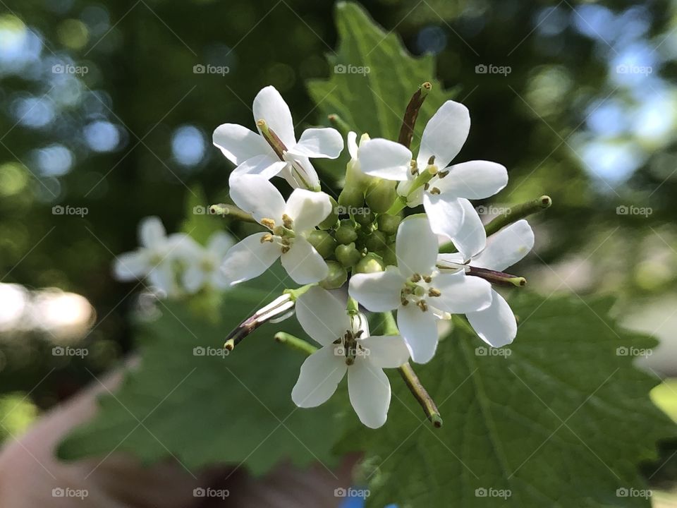 A flowering plants