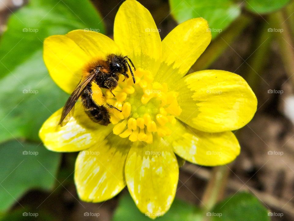 macro photo of a bee collecting pollen on a bright yellow flower
