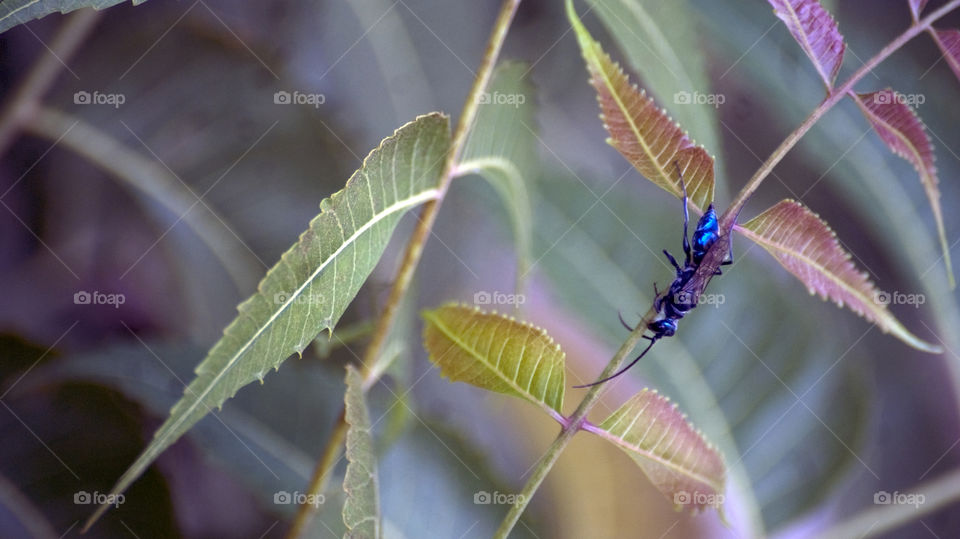 The lively blue of the insect with the subtle shades of the leaves.
