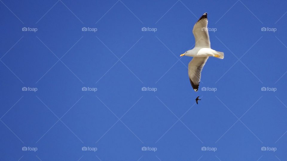 Low angle view of flying seagull