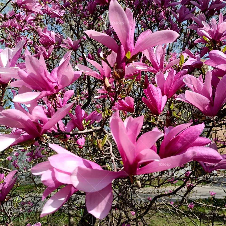 Pink magnolia