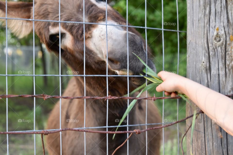 Feeding the pet donkey grass 