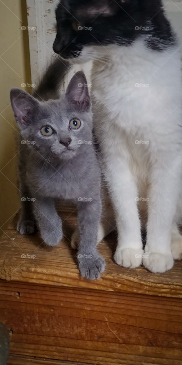 curious gray kitten standing close to her mother in order to feel safe while playing.