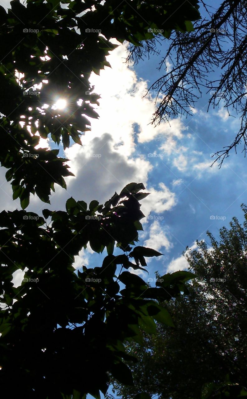 Tree, Nature, No Person, Leaf, Outdoors