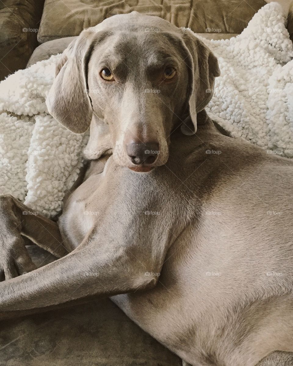 Weimaraner dog staring