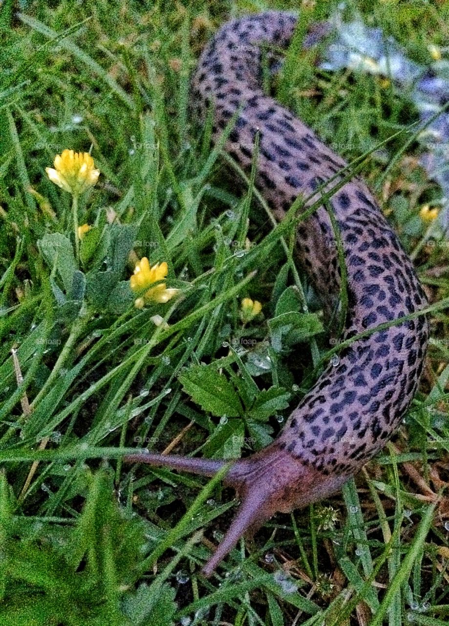 Leapard slug