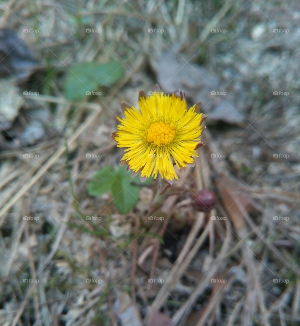 Flower, Nature, Flora, Summer, Floral