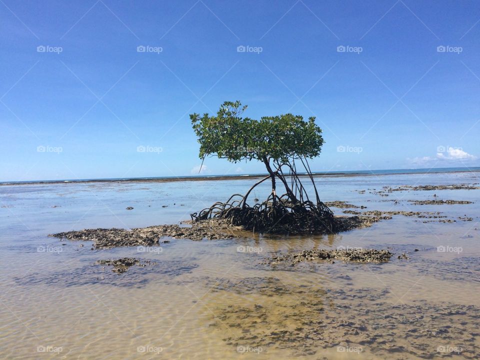 Mangrove tree over the sea