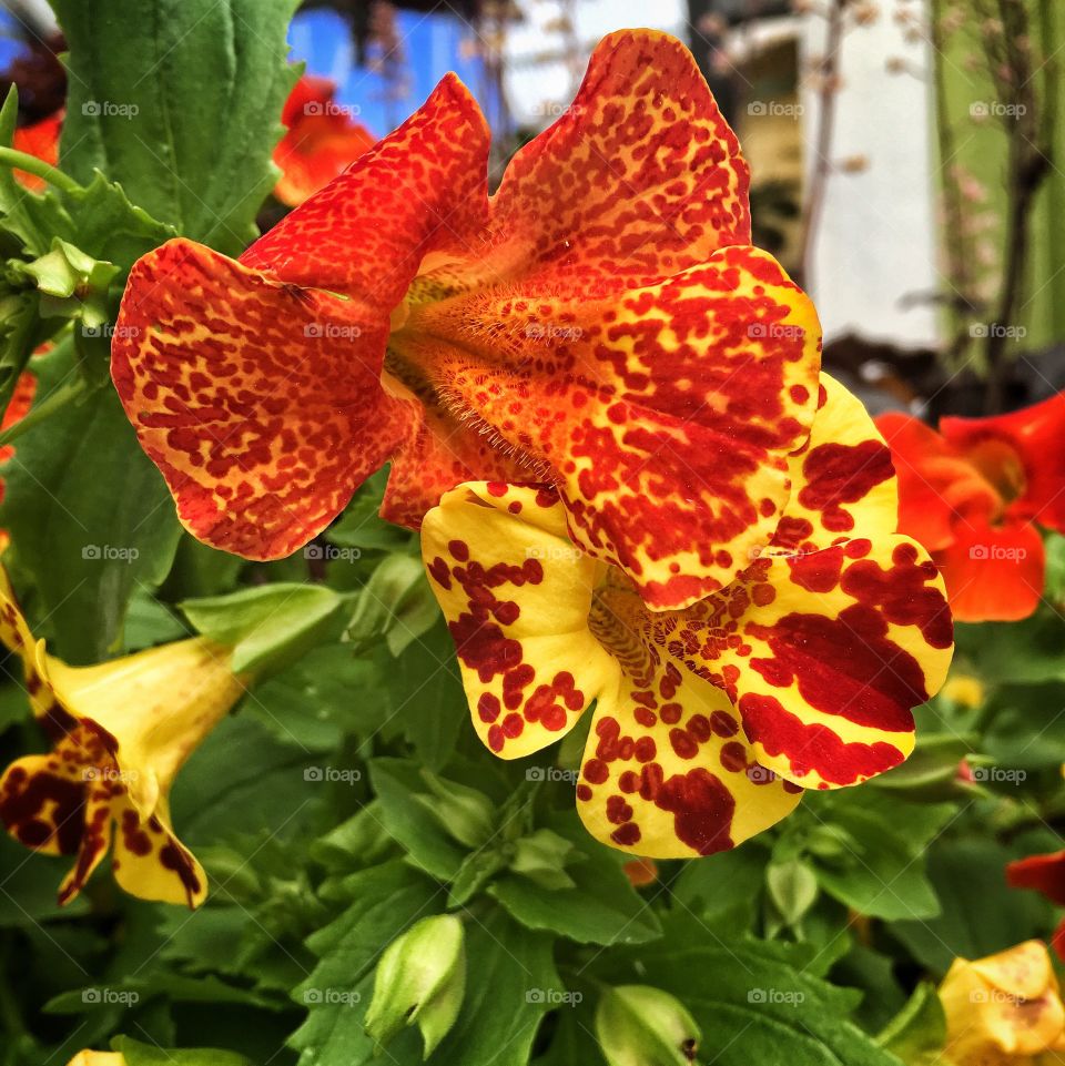 Orange and Yellow Blooming Lilium 