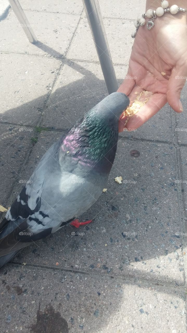 A dove get hos burger.. Birds eating at the Norwegian harbour.