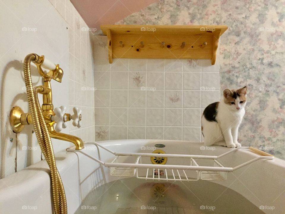 Cute kitten wants to enjoy the quiet during bath time 