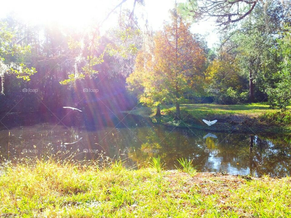 Landscape, Nature, Tree, Park, Wood