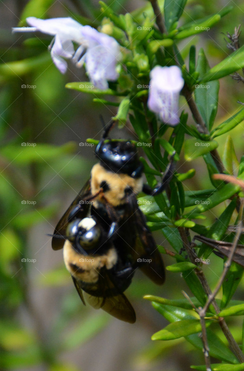 Bee's are an important part of our environment! They pollinate and feed on wild plants which becomes part of their life cycle! They struggle to survive in our environment because of direct and over use of chemicals! "Bee Aware"!