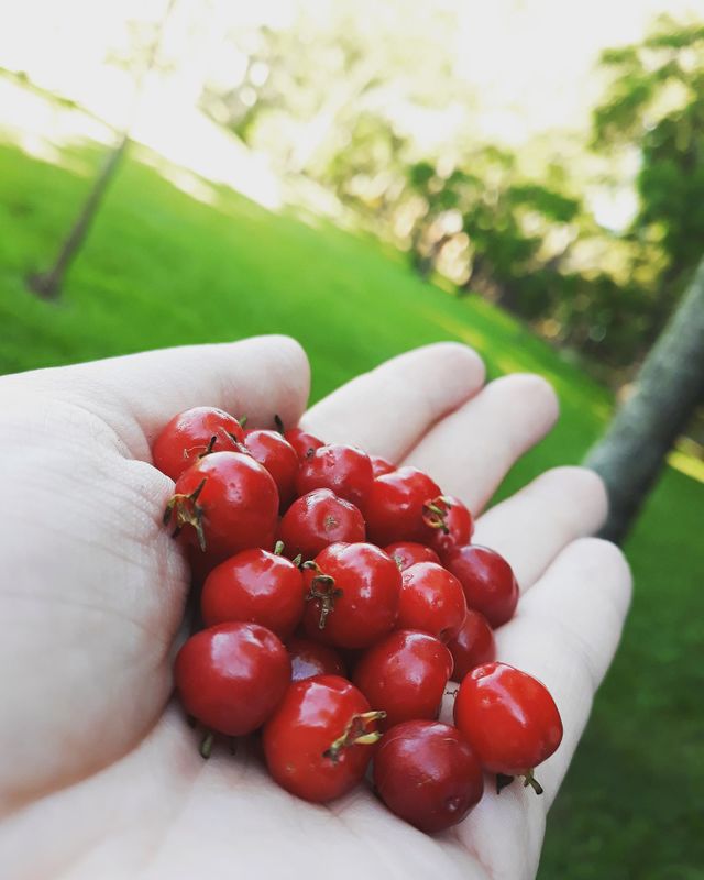 Frutinhas vermelhas