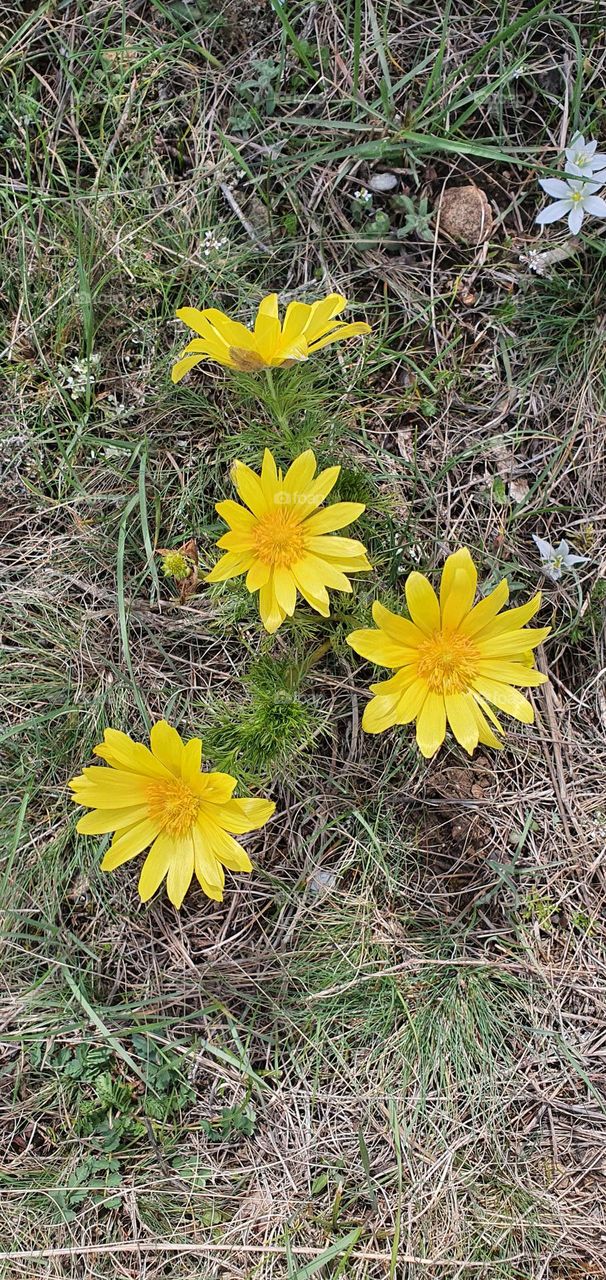 Yellow flowers