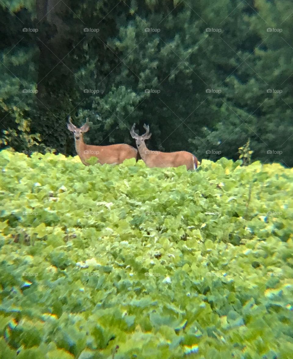 Two deer in squash field