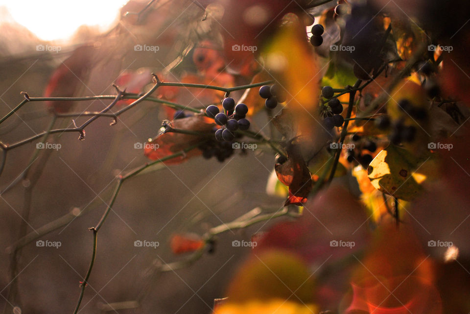 Autumn berries 