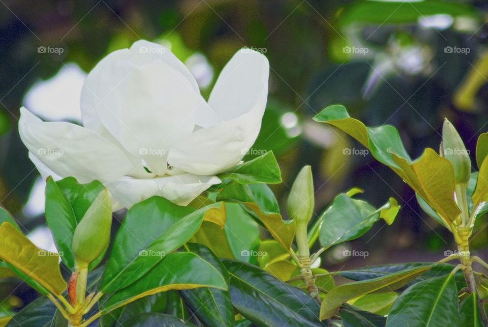 Face in a Flower