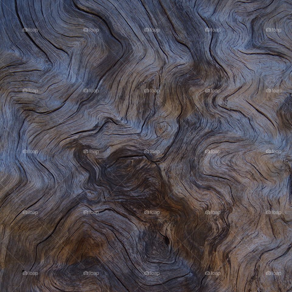 A beautiful and very textured piece of wood found in the forests of Central Oregon. 