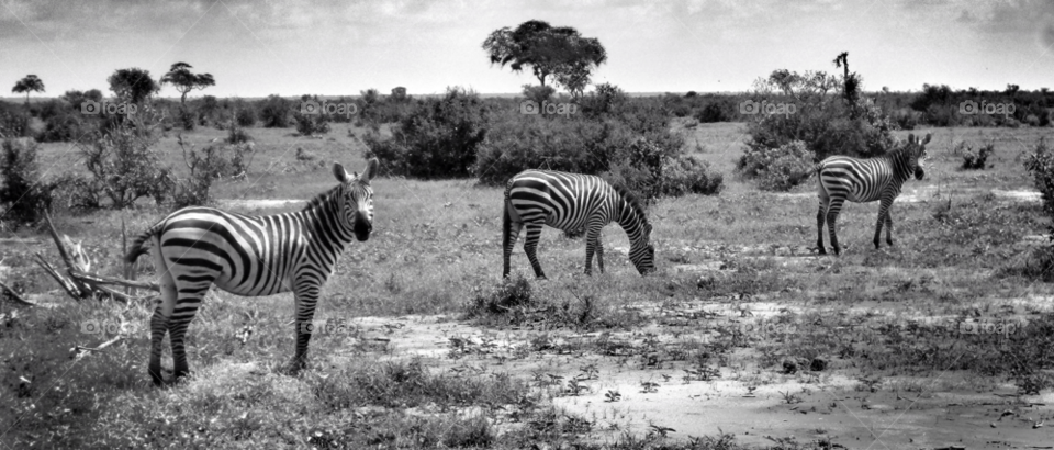 black and white zebra kenya safari by daniel.stephens.50596