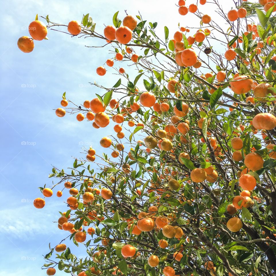 Citrus season