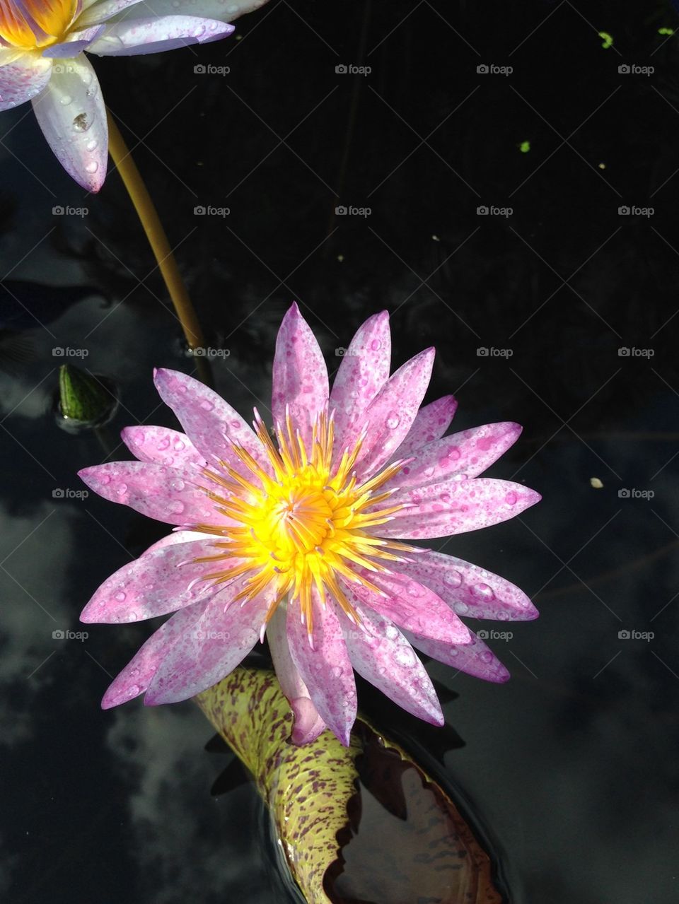 Purple lily pad