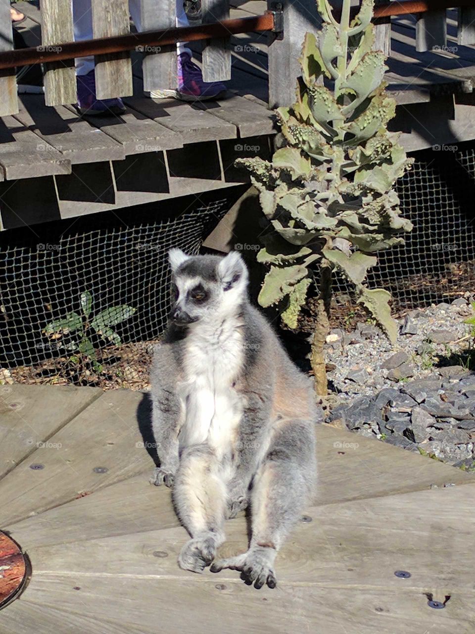 Lemur chilling out