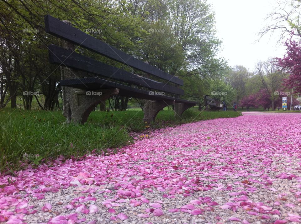 Crabapple Petals