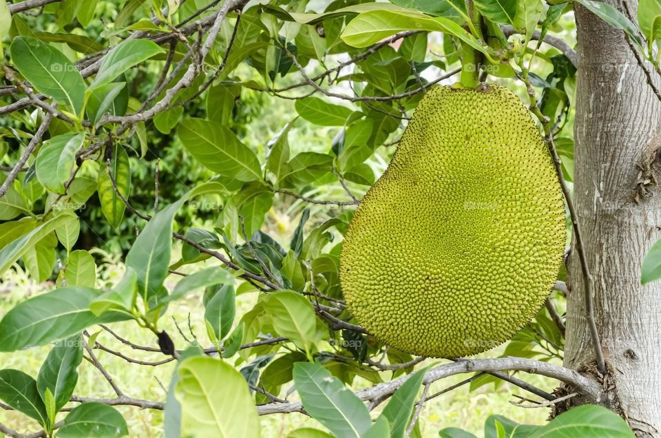 Jackfruit On Tree