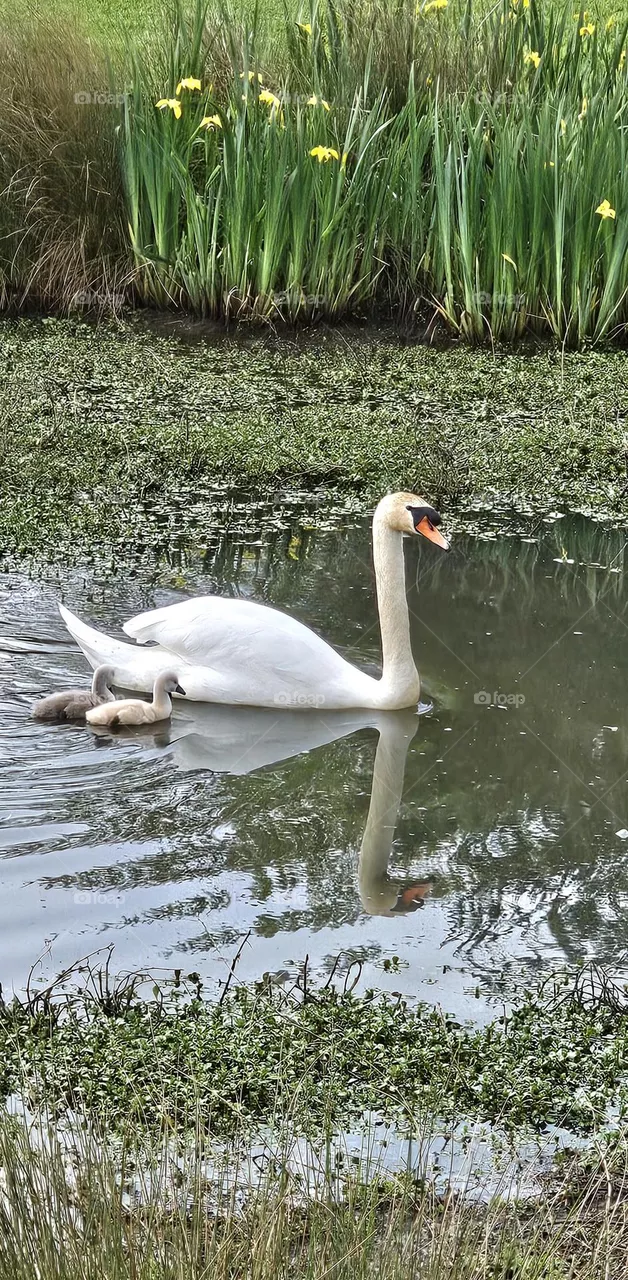 cygne à pont L'évêque