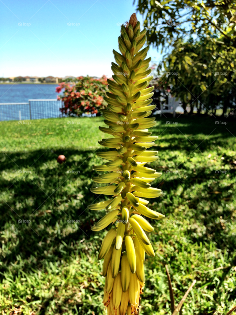 yellow flower outdoors photography by jmsilva59