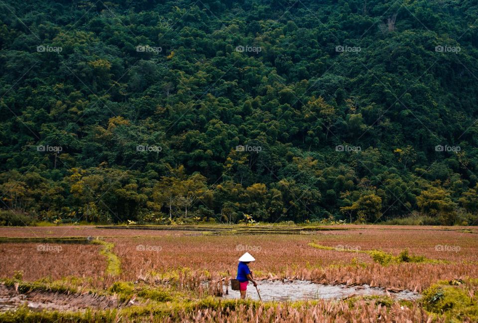 Vietnamese woman working on rice field, green nature 