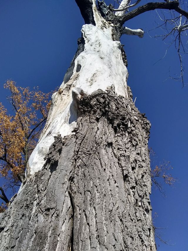 fire leaves a mark