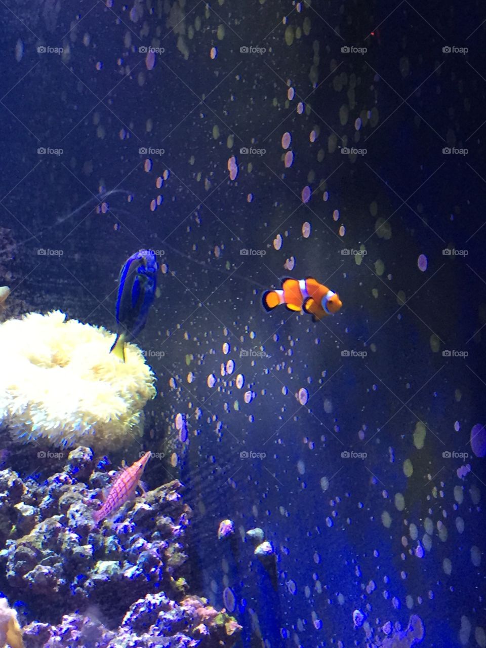 Nemo and Dory