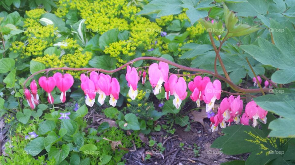 Bleeding Hearts