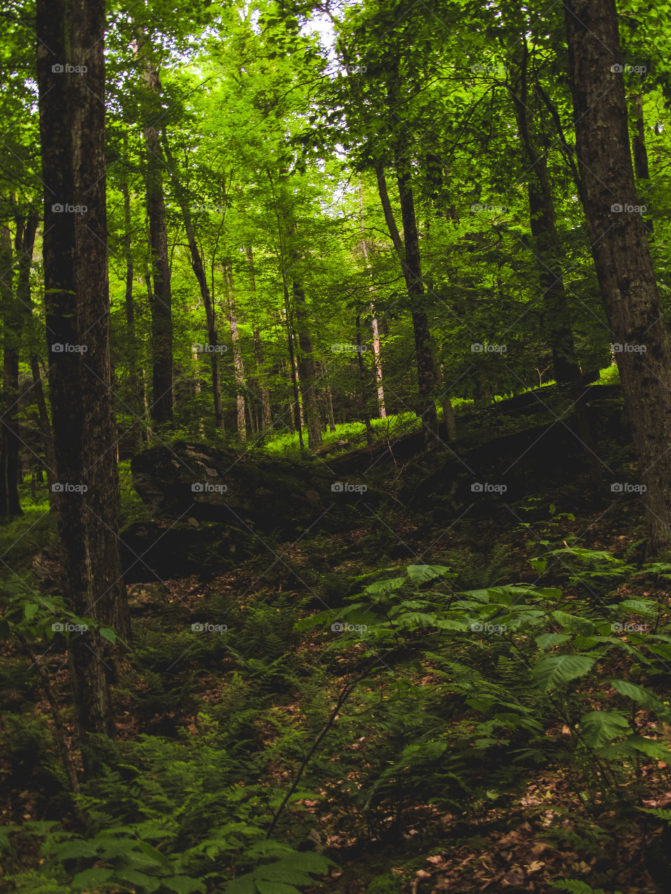 Arkville, New York, sun, sky, clouds, mountains, river, nature summer, top of the mountain , Landscape, view, panoramic view, forest, river, trees, wood, 