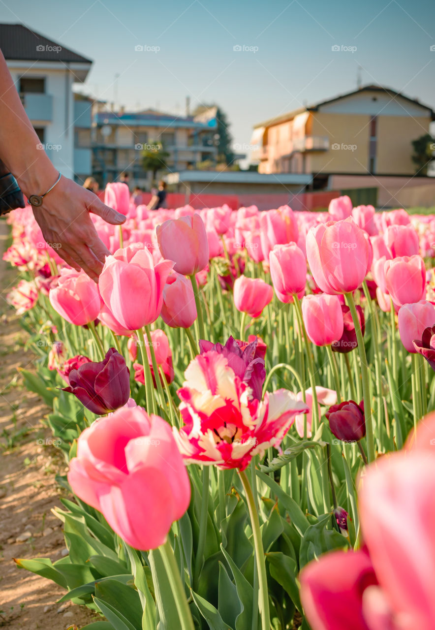 Tulips