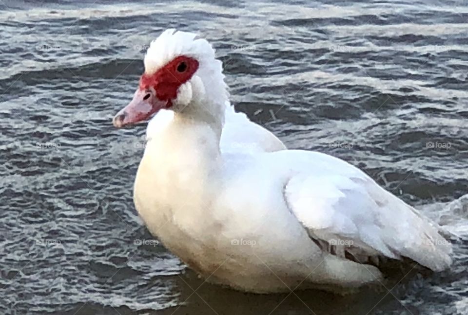 Muscovy, duck, muscovy duck, white, water, freshwater, red, feathers, float, floating, swim, swimming, lake, spring, thaw, reflection, Holiday Lake, Missouri, bill