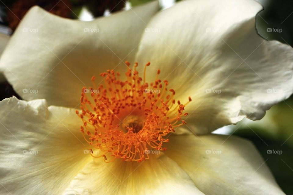 White flower in close up