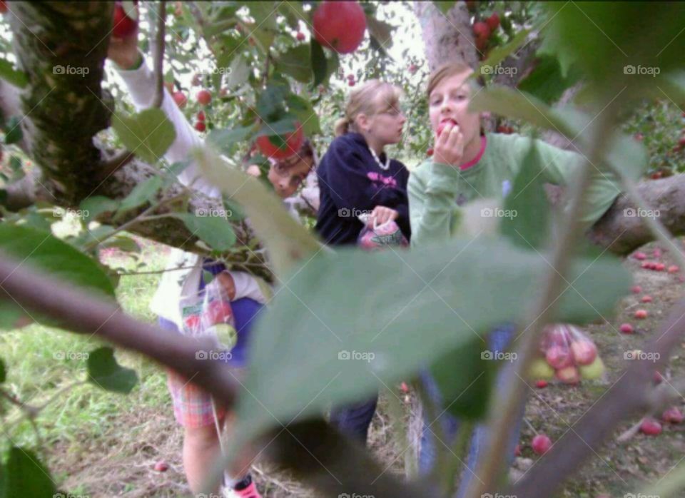 Girls collecting apple fruits