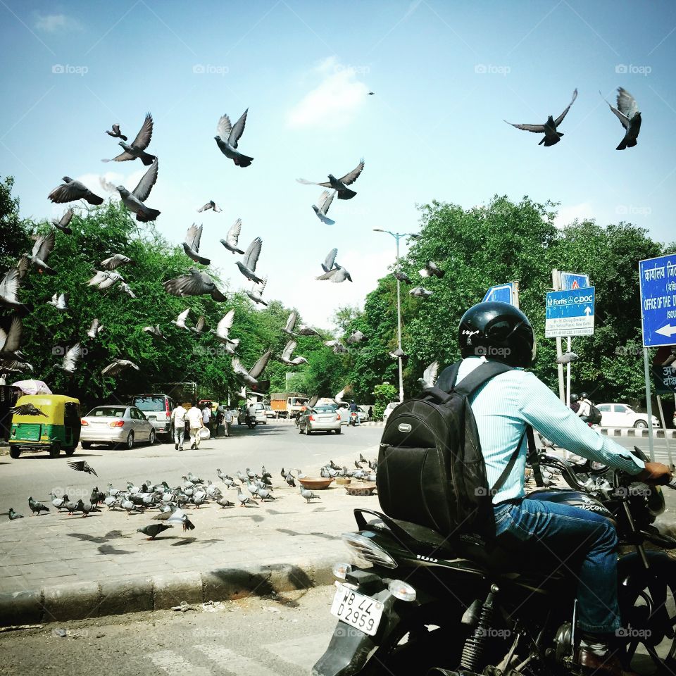 Pigeons in New Delhi. They used to be used to send messages back in the day. Now, the people cherish them there in case they ever have to revert back to old ways.