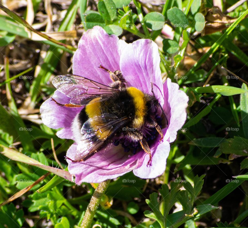 Bumble bee in a pink flower