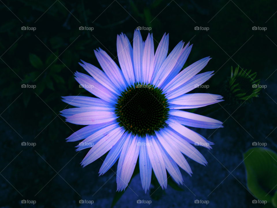 A "glowing" daisy on a dark background