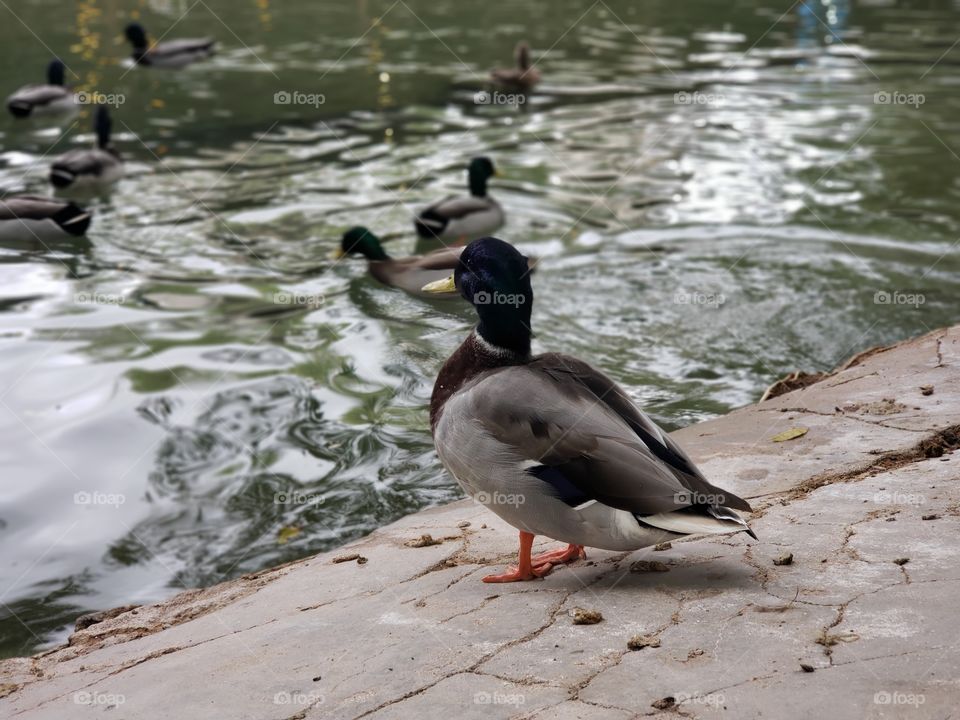 Ducks