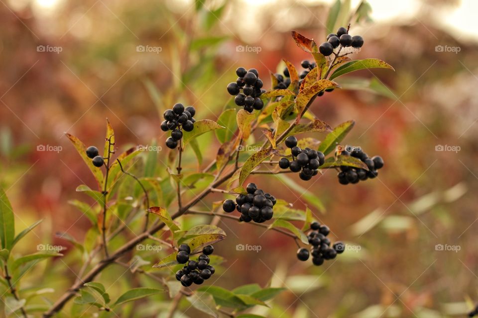 Wolfberry crop