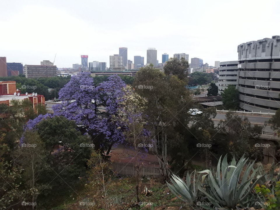 Spring trees outside the city.